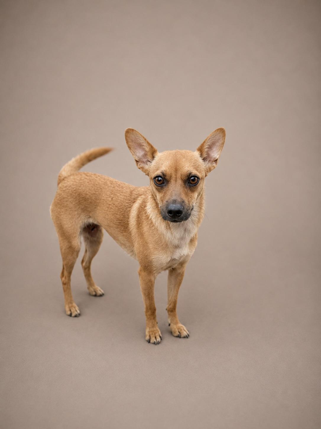 Enlarge Sami, a Adoptable Chihuahua in Perris, CA image 1/1