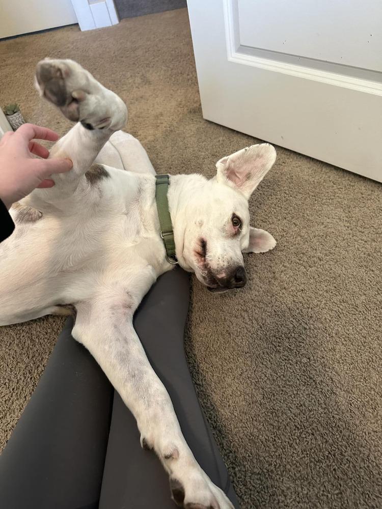 Enlarge Hercules, a Adoptable mixed breed in Littleton, CO image 1/6