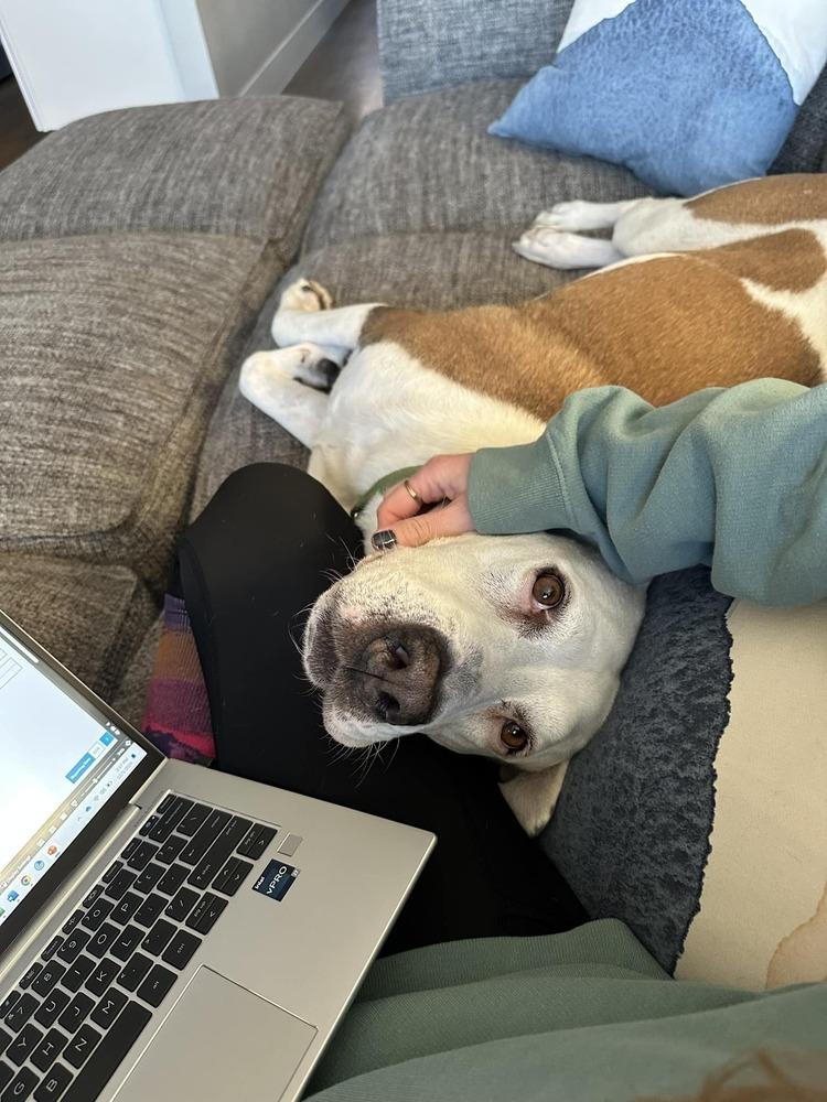 Enlarge Hercules, a Adoptable mixed breed in Littleton, CO image 2/6