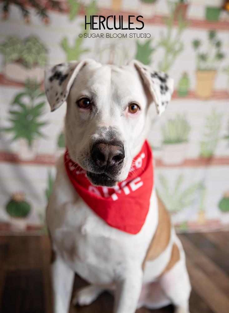 Enlarge Hercules, a Adoptable mixed breed in Littleton, CO image 3/6