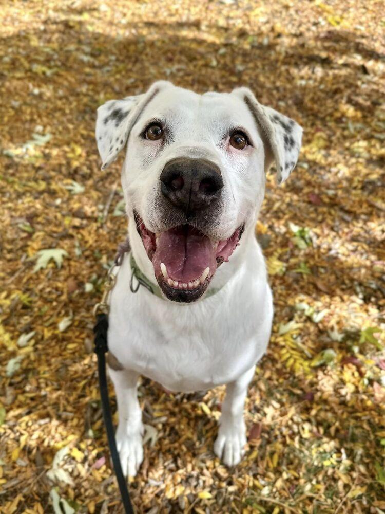 Enlarge Hercules, a Adoptable mixed breed in Littleton, CO image 4/6