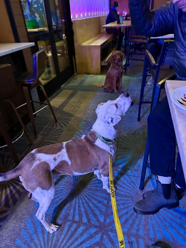 Enlarge Hercules, a Adoptable mixed breed in Littleton, CO image 6/6