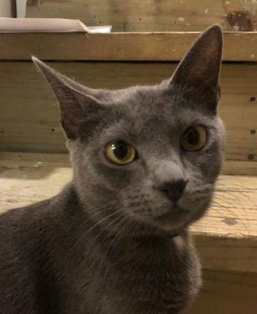 Tesla (Tessie), Adopted, Young Female Domestic Short Hair.