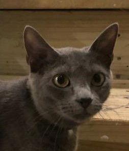 Tesla (Tessie), a Adopted Domestic Short Hair in Naples, FL image 2/3