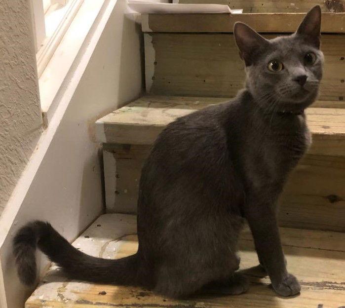 Tesla (Tessie), a Adopted Domestic Short Hair in Naples, FL image 3/3