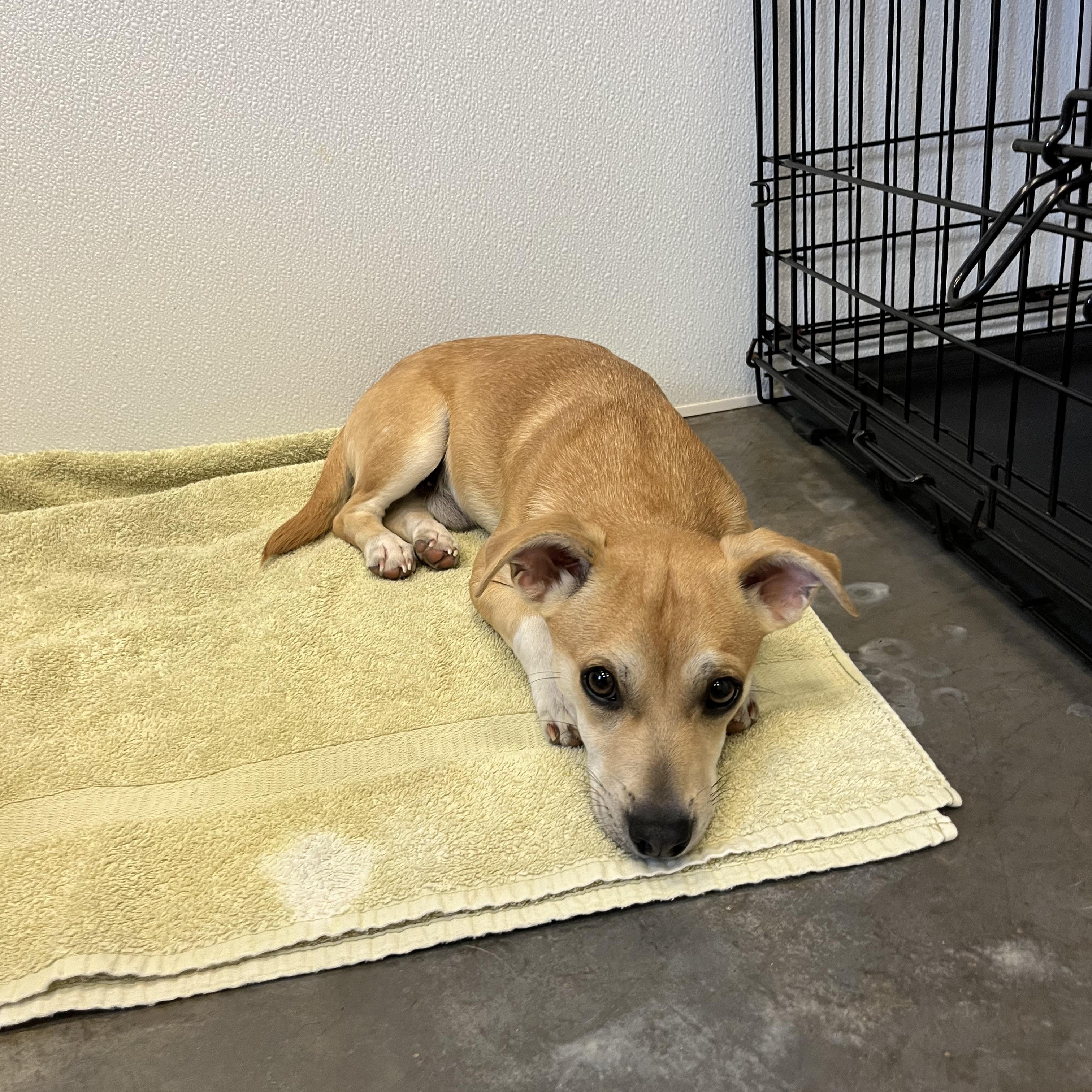 Ramen, adopted, Puppy Male Chihuahua.