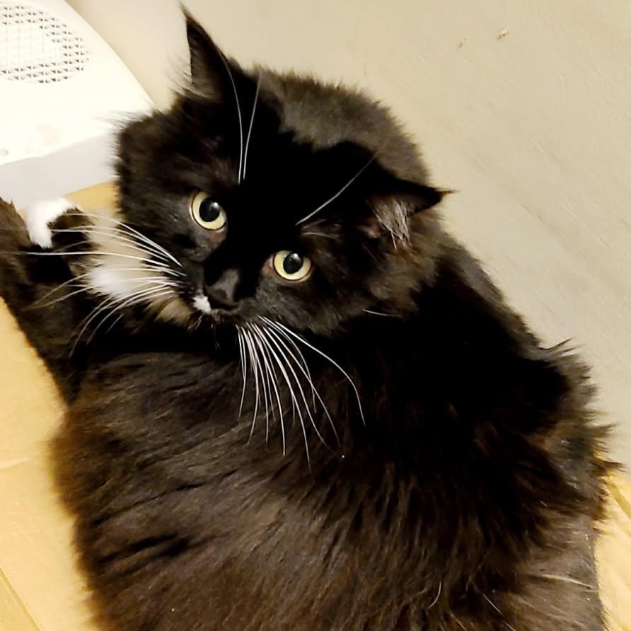 Enlarge Jackie, a Adopted Tuxedo in Bowie, MD image 2/2