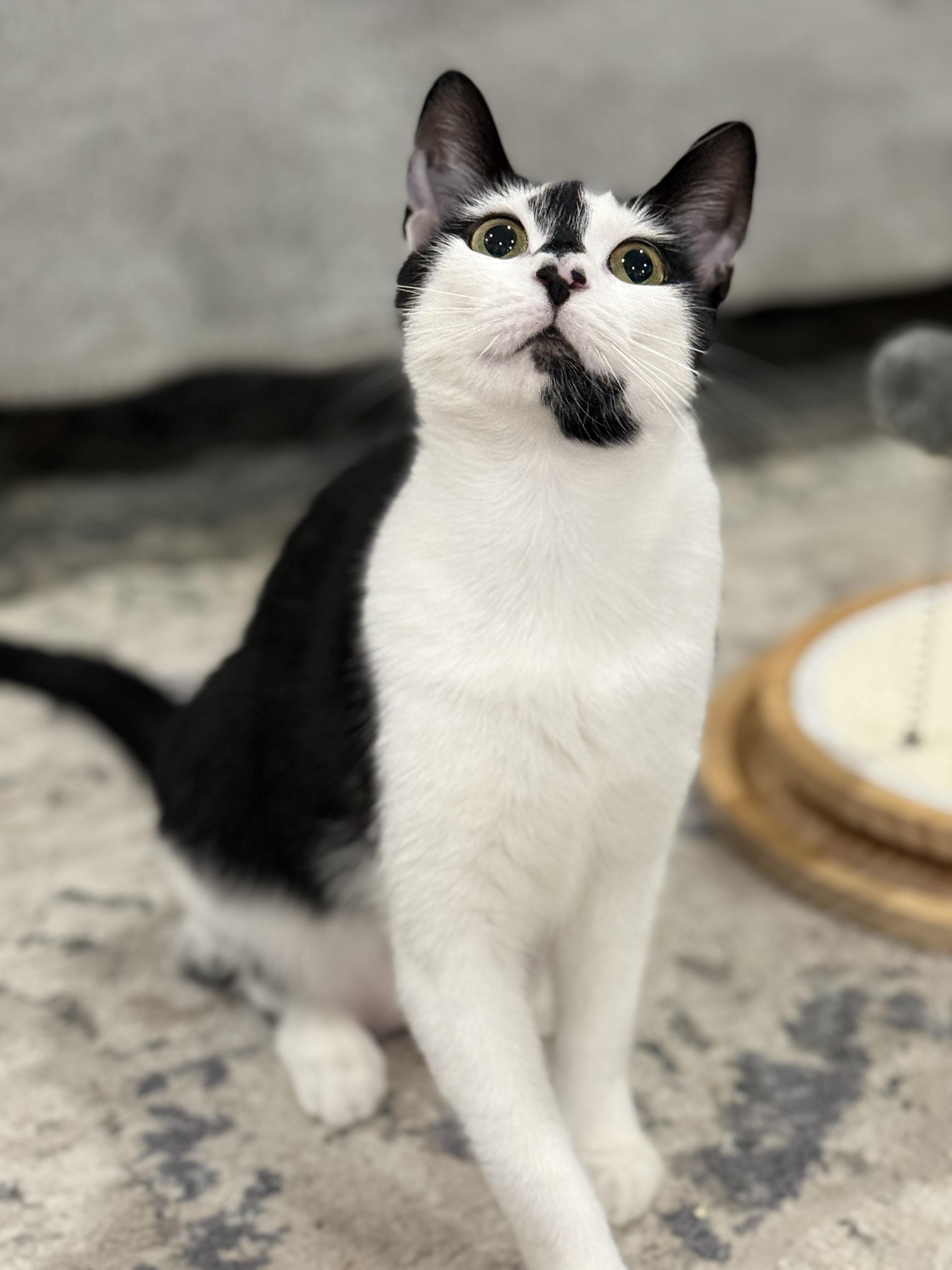 Joey, a Adoptable Domestic Short Hair in Flushing, NY image 3/5