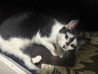 Joey, Adoptable, Young Female Domestic Short Hair.