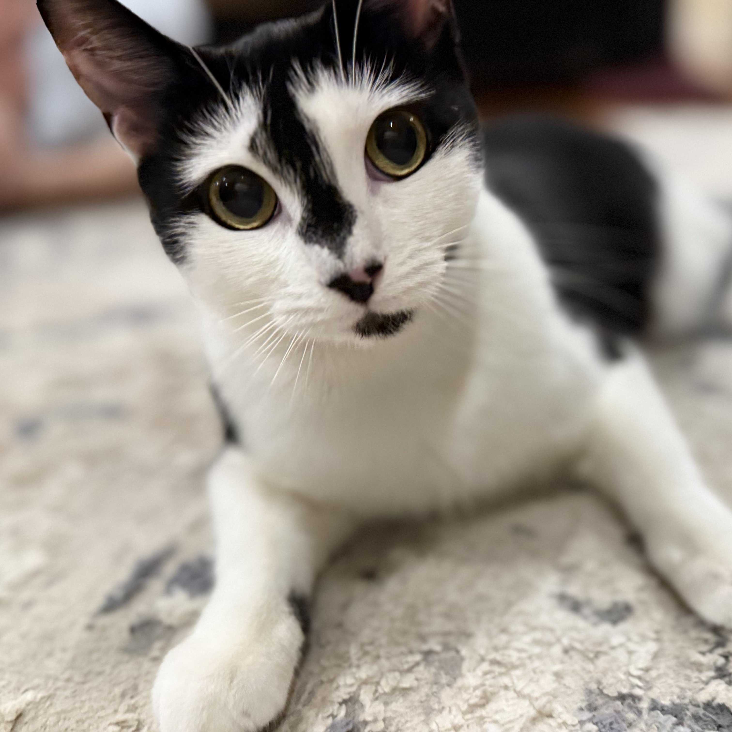 Joey, a Adoptable Domestic Short Hair in Flushing, NY image 4/5