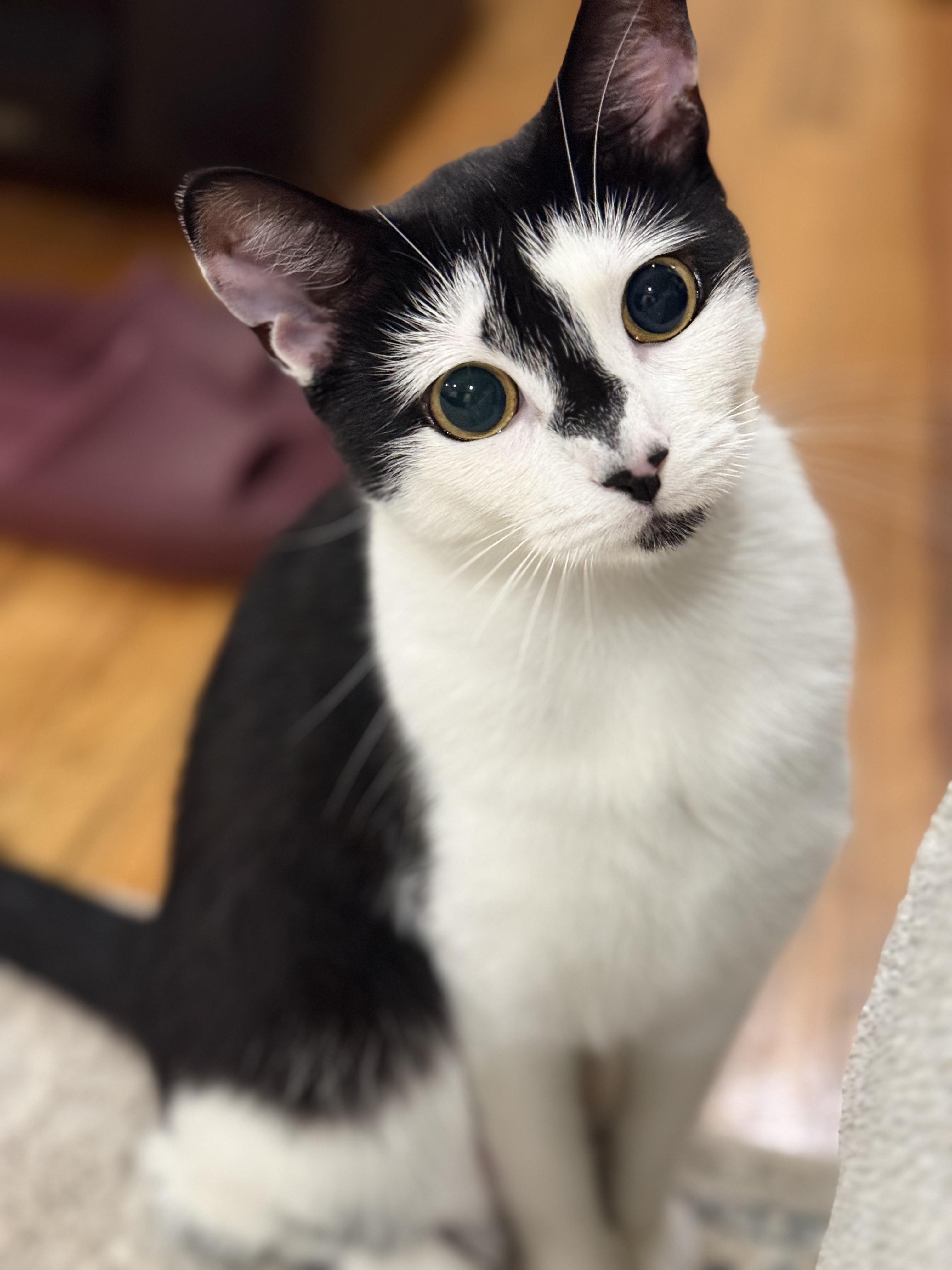 Joey, a Adoptable Domestic Short Hair in Flushing, NY image 2/5