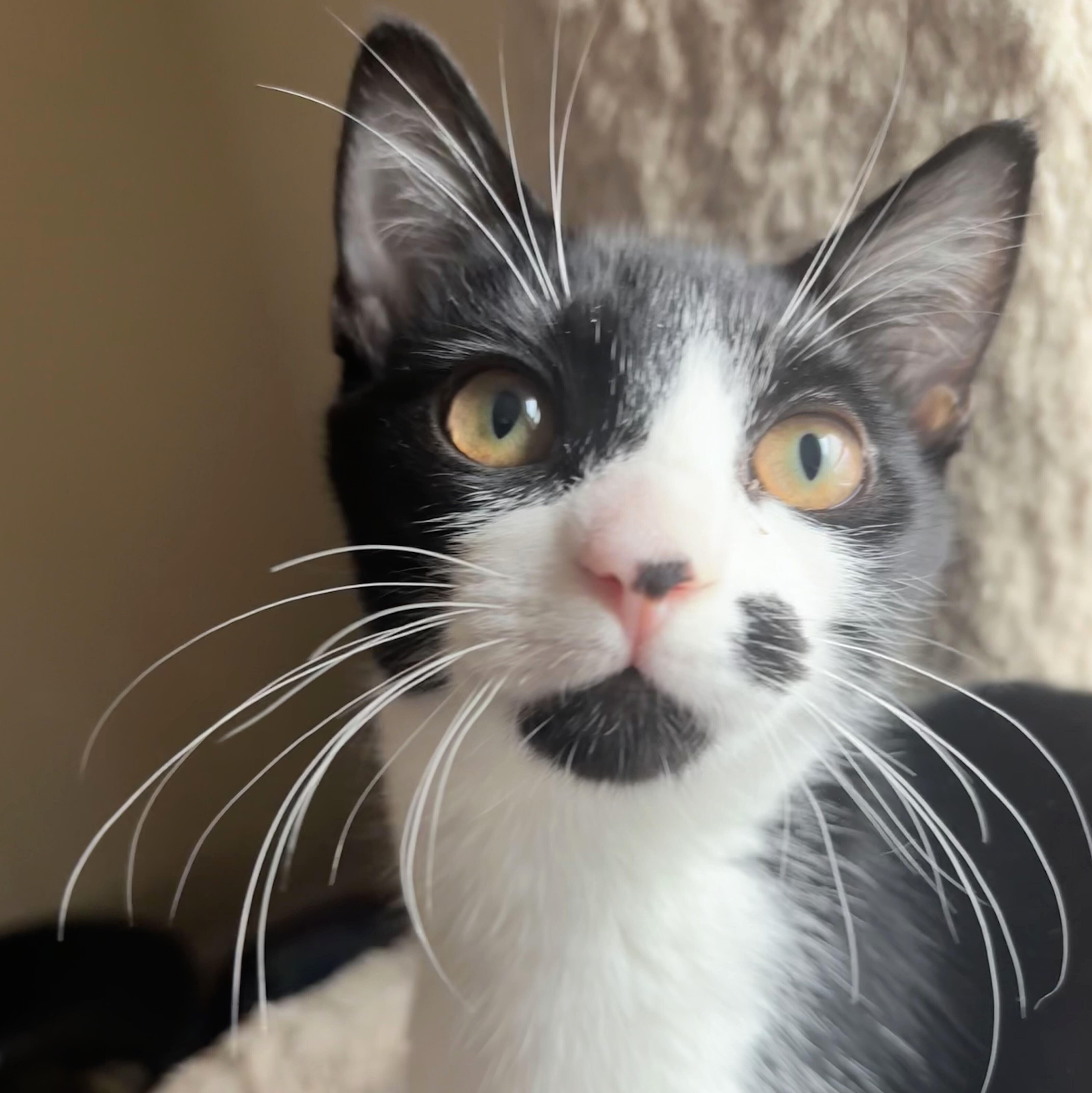 Bree, Adoptable, Kitten Female Domestic Short Hair & Tuxedo.