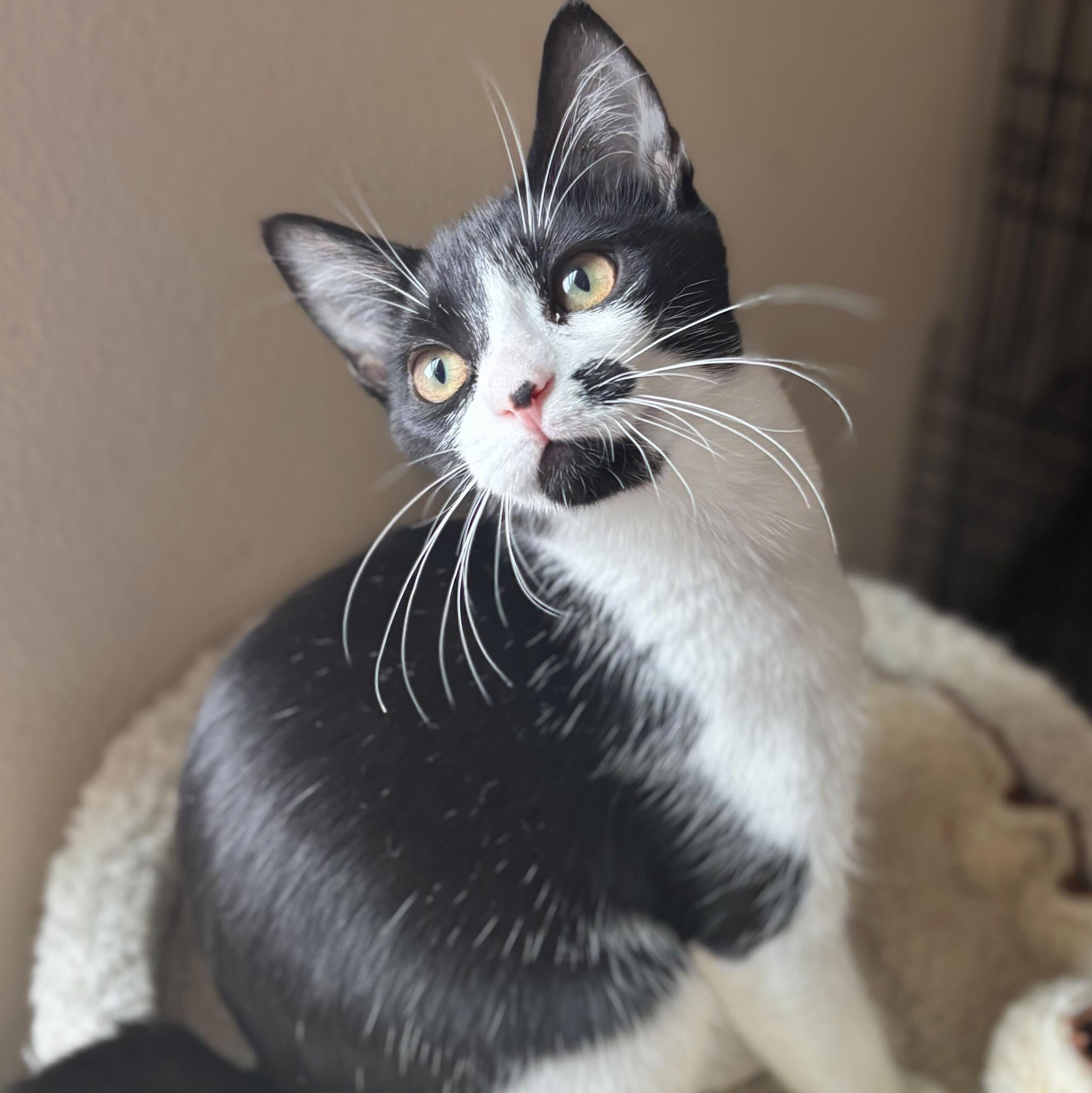 Enlarge Bree, a Adoptable mixed breed in Wilsonville, OR image 2/4