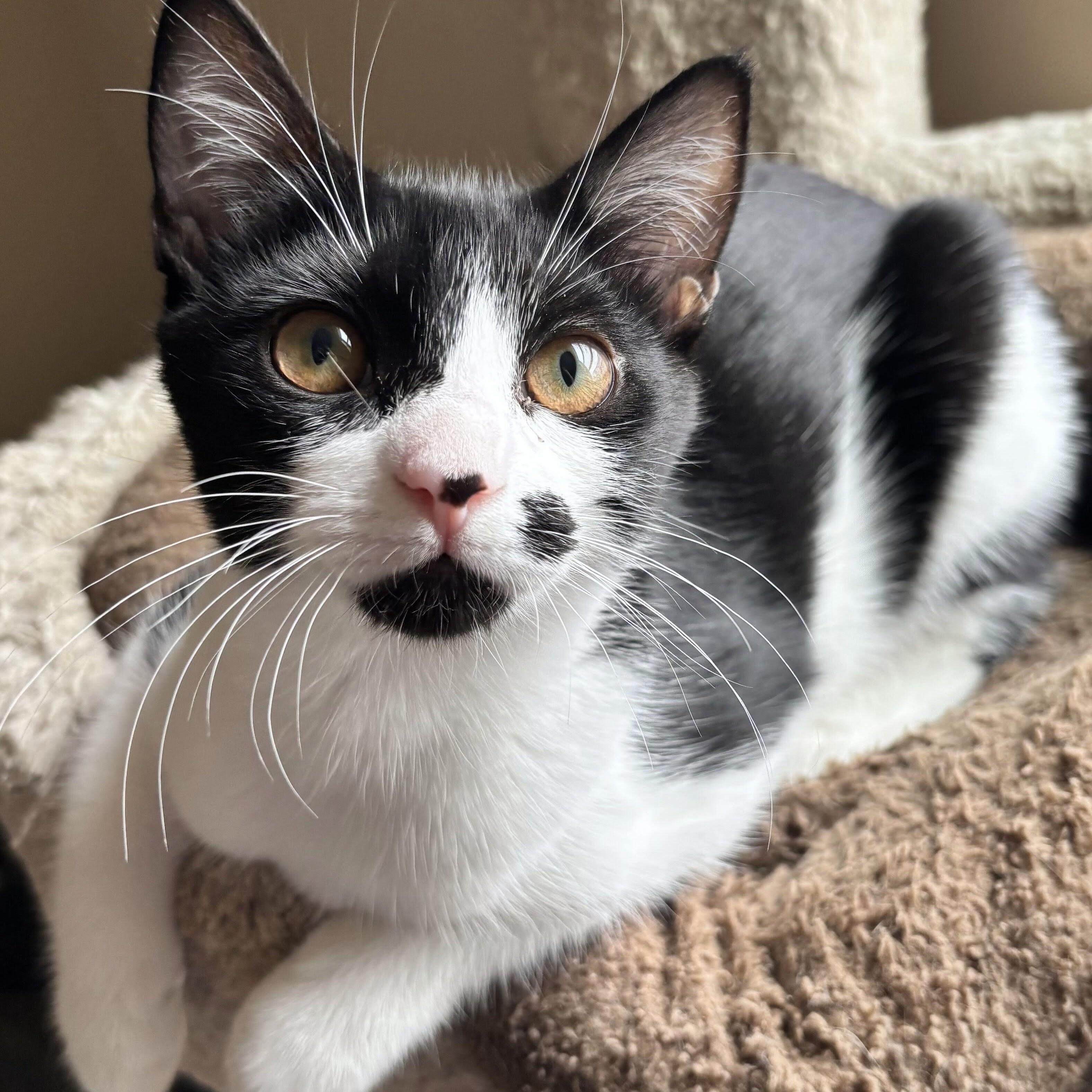 Enlarge Bree, a Adoptable mixed breed in Wilsonville, OR image 3/4
