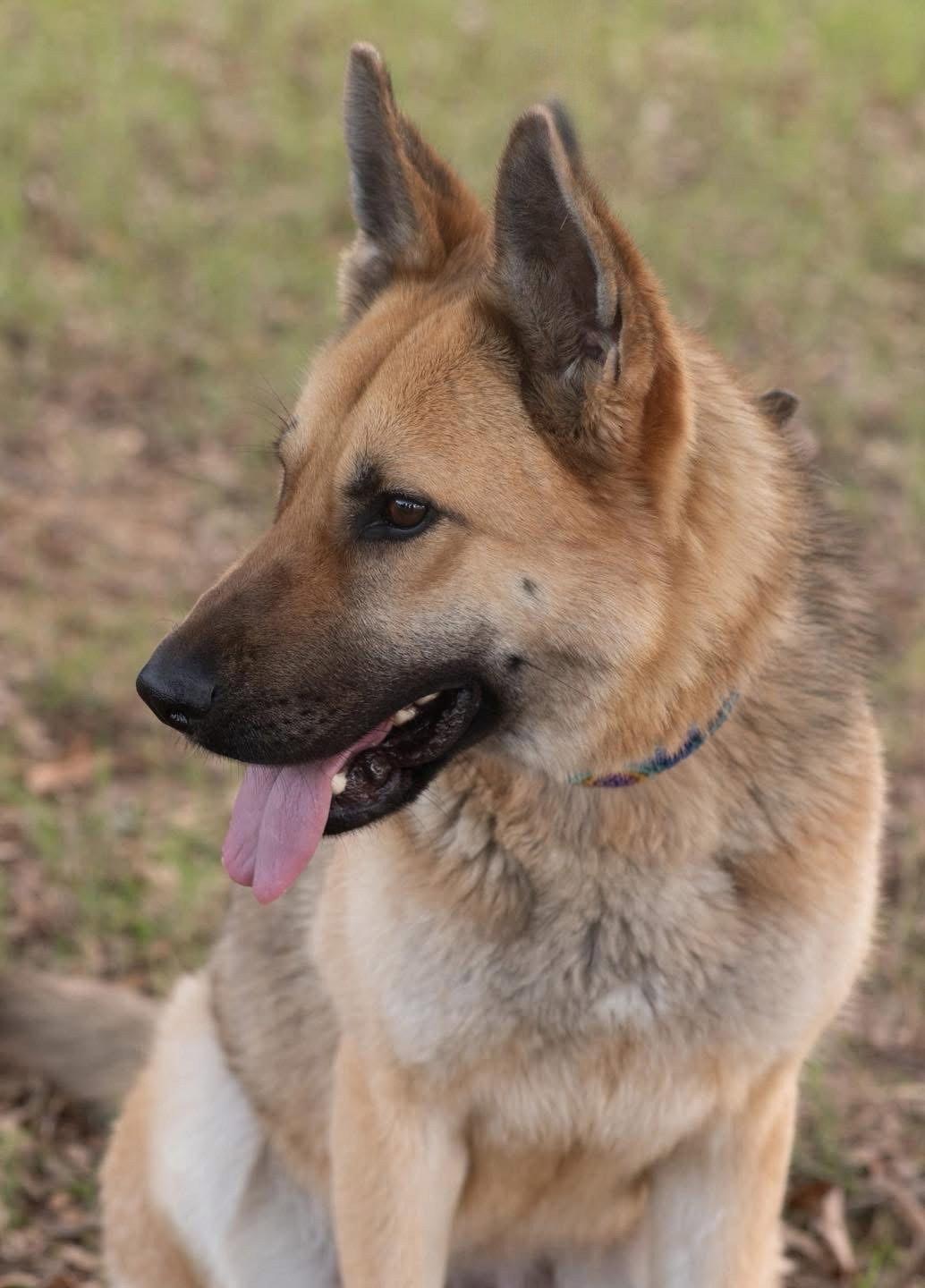 Enlarge ABBY, a Adoptable German Shepherd Dog in Griswold, CT image 2/3