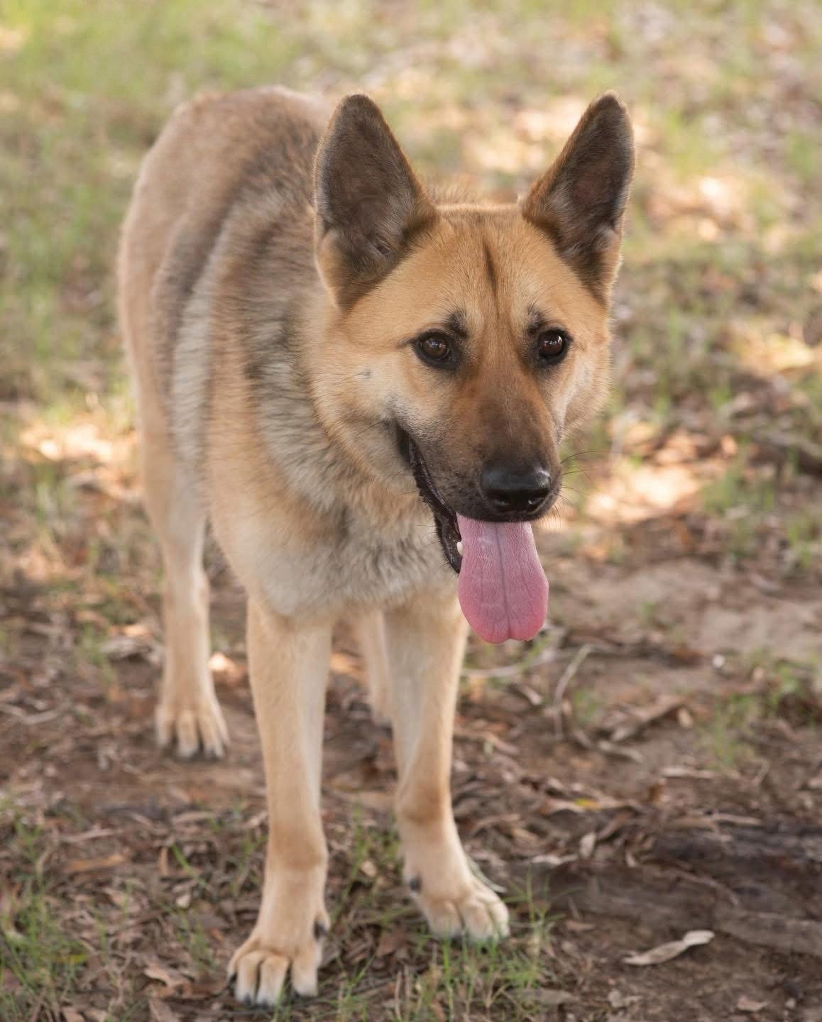 Enlarge ABBY, a Adoptable German Shepherd Dog in Griswold, CT image 3/3