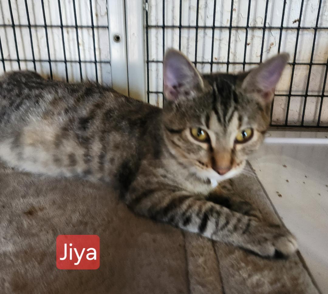 Jiya