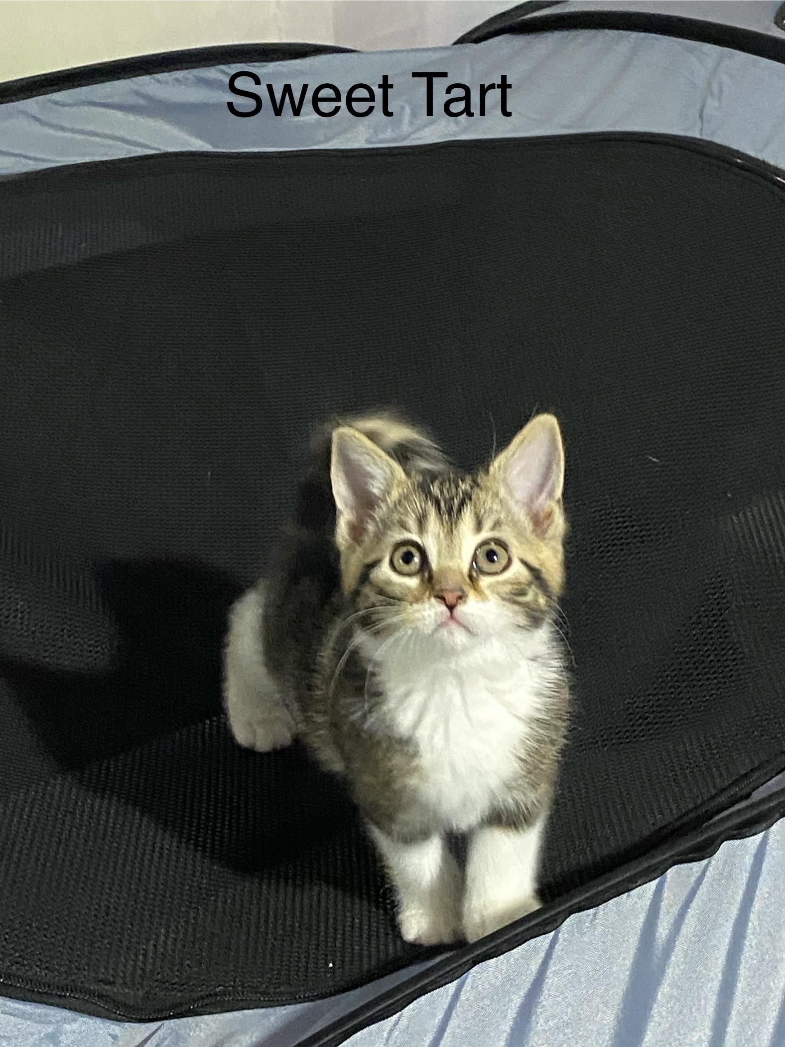 Enlarge Skittles and Sweet Tart, a ADOPTABLE mixed breed in Macomb, MI image 4/5