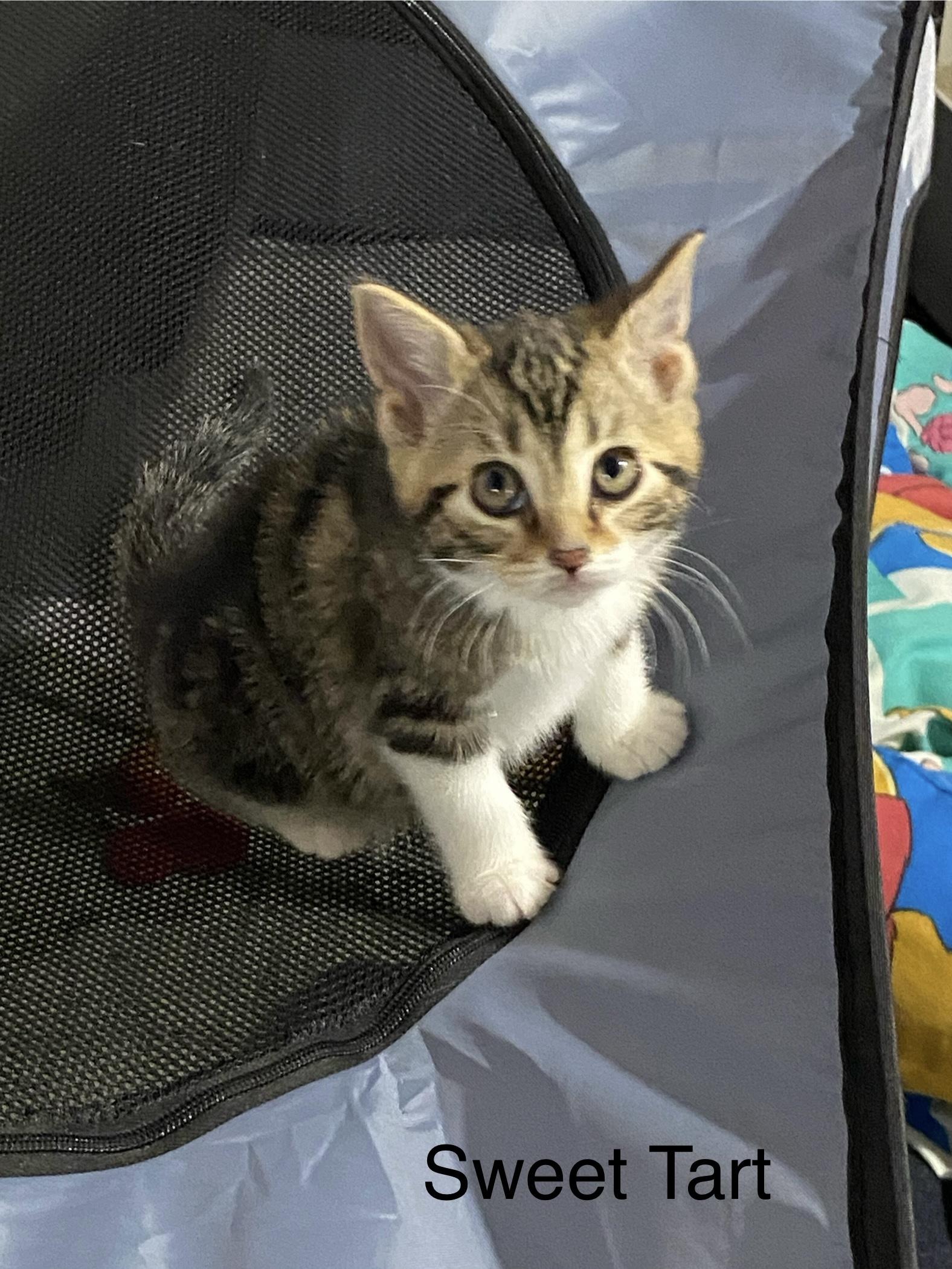 Enlarge Skittles and Sweet Tart, a ADOPTABLE mixed breed in Macomb, MI image 3/5