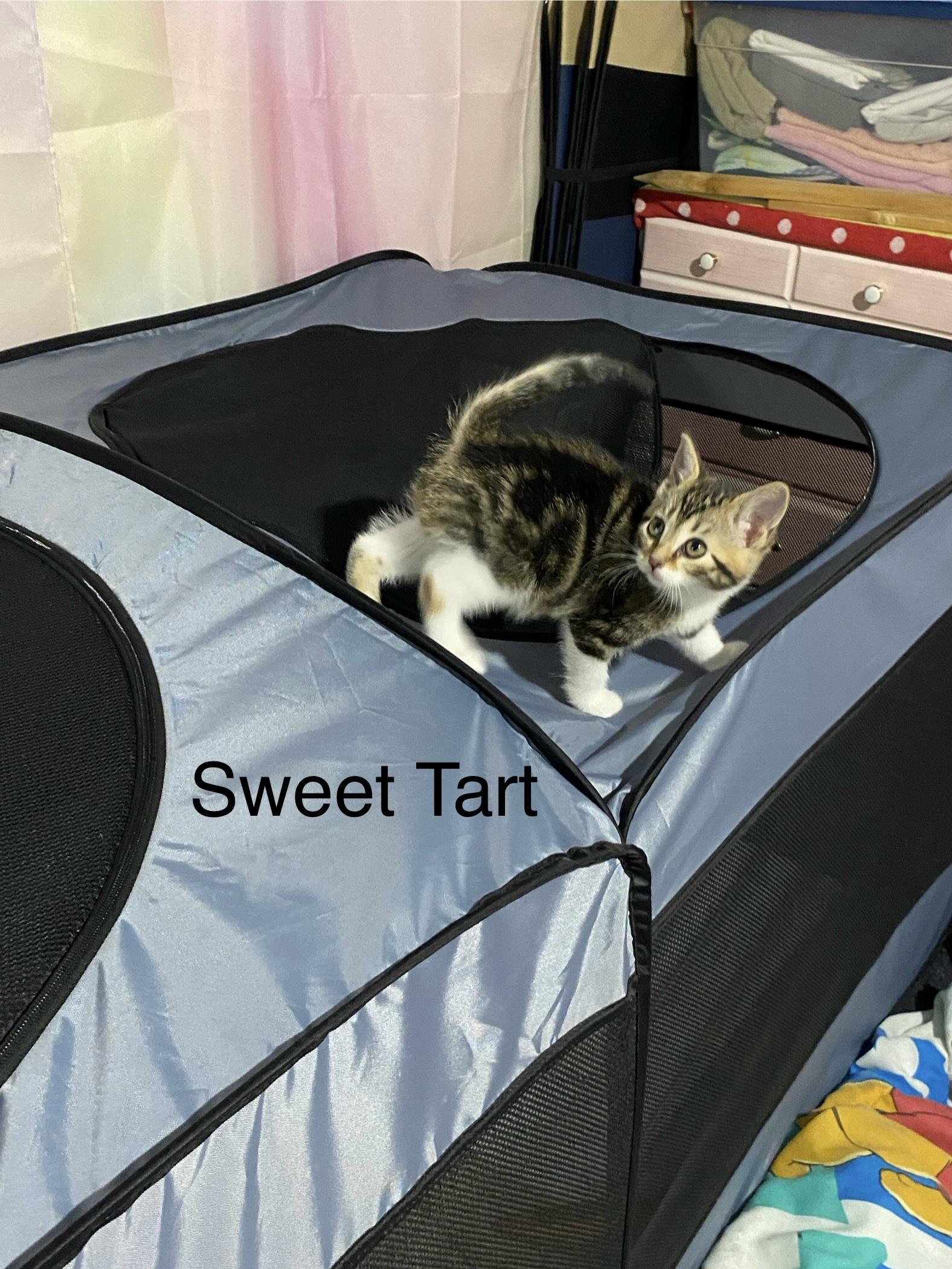 Enlarge Skittles and Sweet Tart, a ADOPTABLE mixed breed in Macomb, MI image 5/5