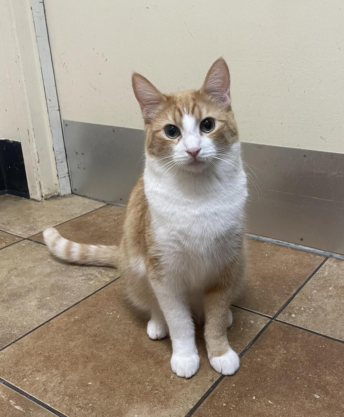 Enlarge CORA HALE, a Adoptable mixed breed in HEMET, CA image 2/6