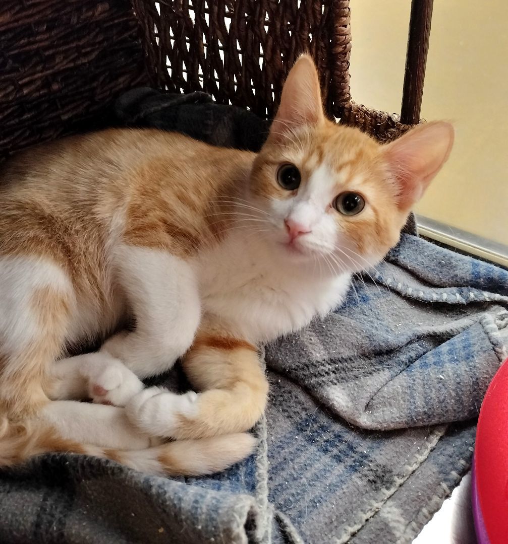 Enlarge CORA HALE, a Adoptable mixed breed in HEMET, CA image 3/6