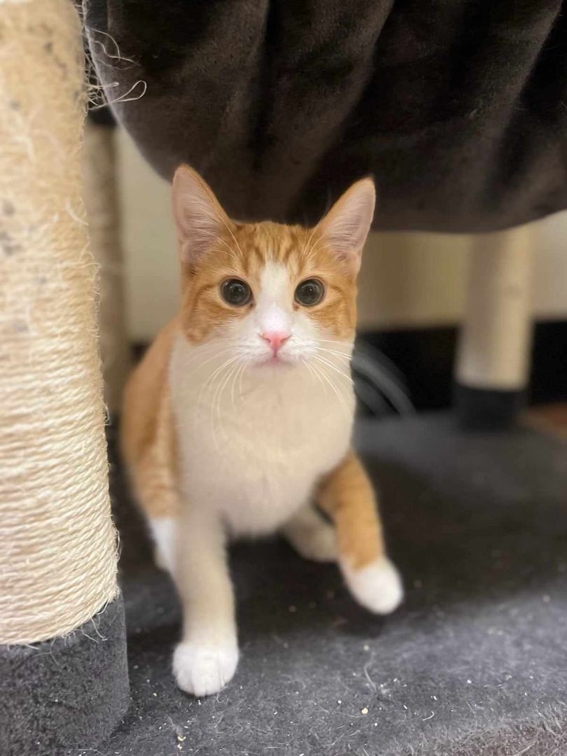 Enlarge CORA HALE, a Adoptable mixed breed in HEMET, CA image 4/6