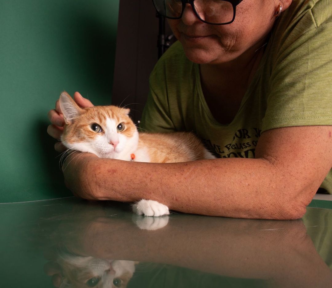 Enlarge CORA HALE, a Adoptable mixed breed in HEMET, CA image 5/6