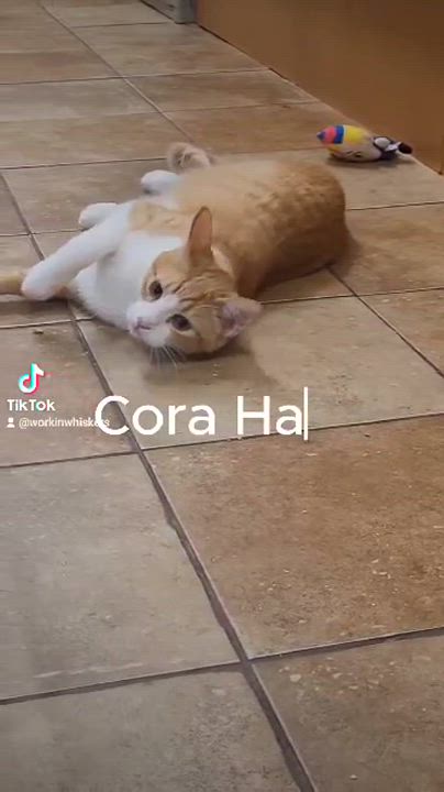 Enlarge CORA HALE, a Adoptable mixed breed in HEMET, CA video 6/6