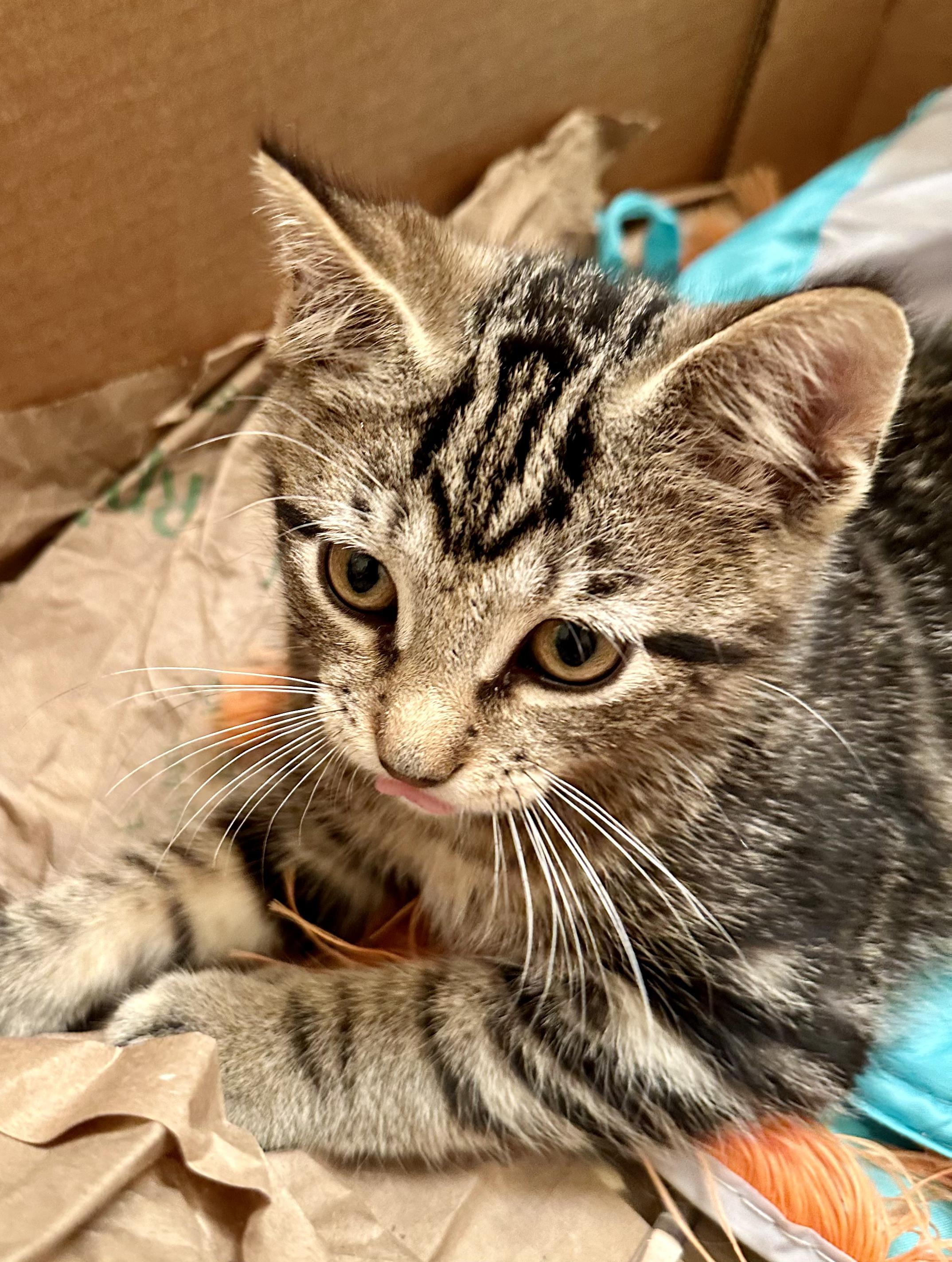 Ford, Baby Male Domestic Short Hair
