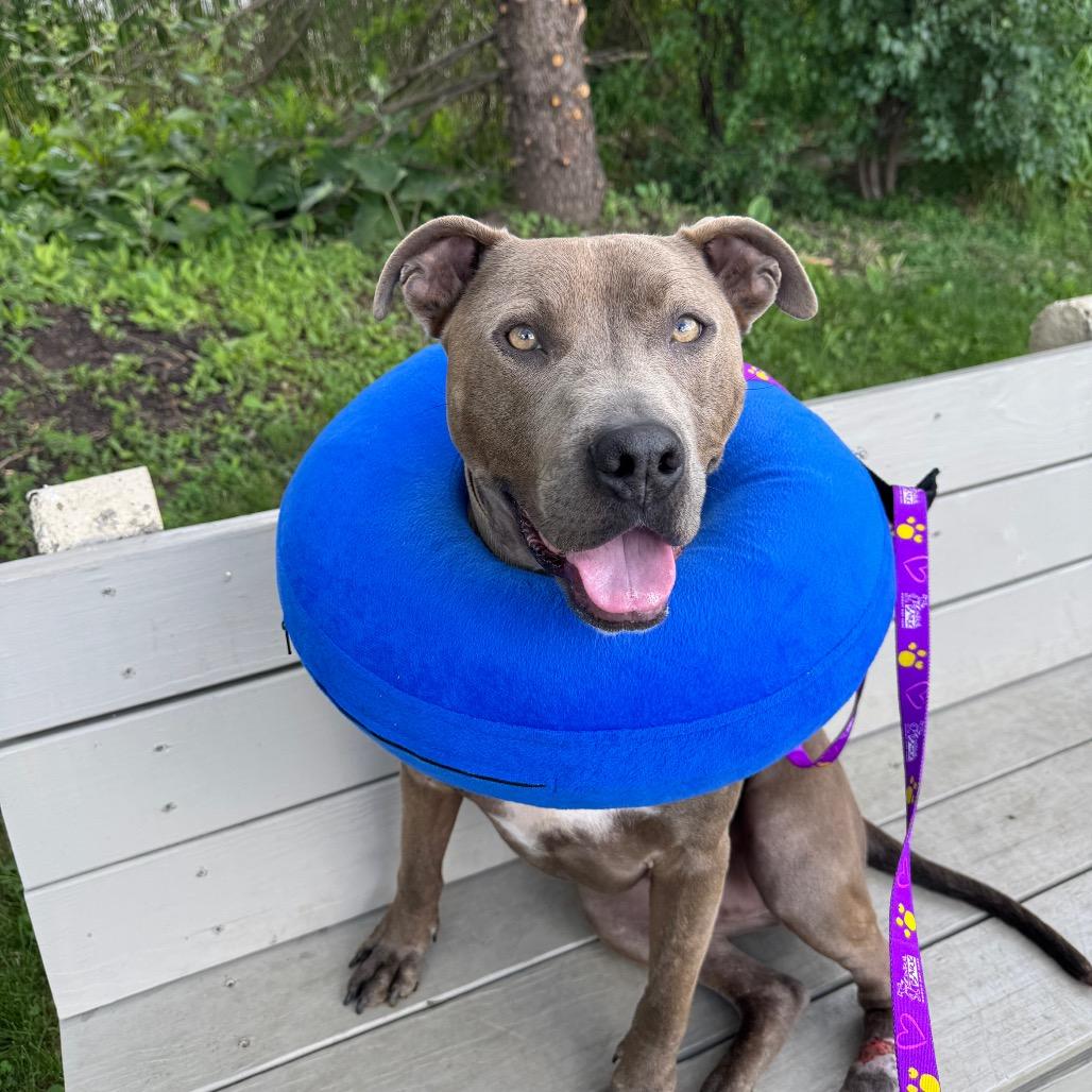 James Bond, Adoptable, Adult Male Mixed Breed.