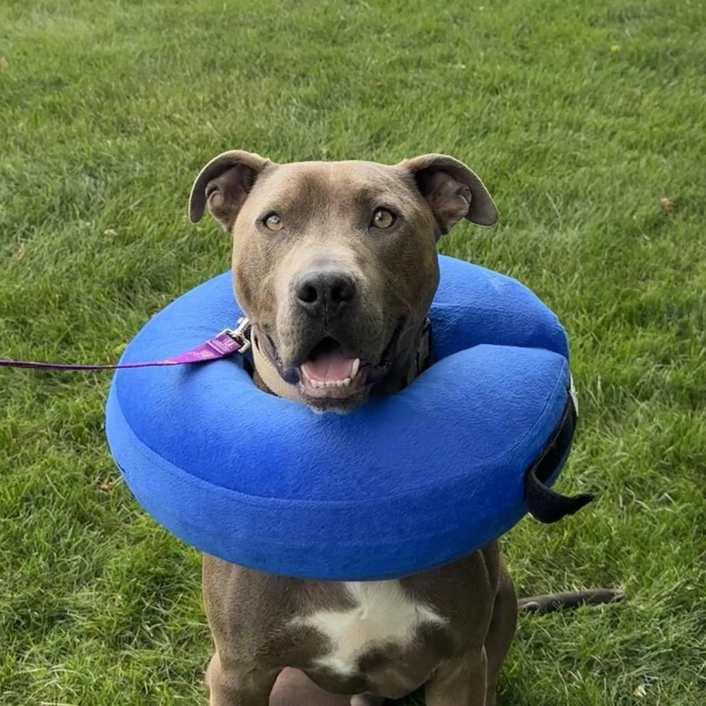 James Bond, a Adoptable Mixed Breed in Waukesha, WI image 2/2