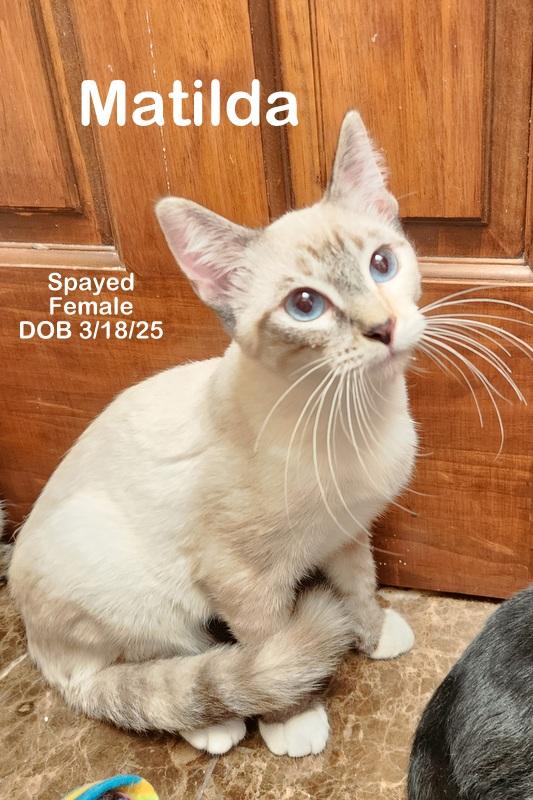 Enlarge Matilda, a ADOPTABLE Domestic Short Hair in Oklahoma City, OK image 3/4