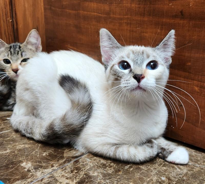 Enlarge Matilda, a ADOPTABLE Domestic Short Hair in Oklahoma City, OK image 2/4