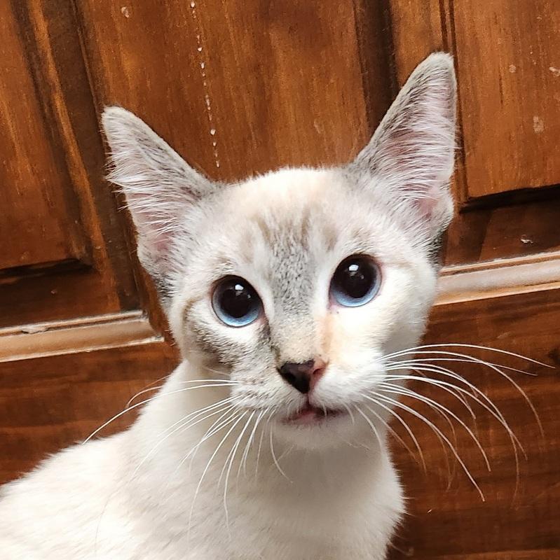 Enlarge Matilda, a ADOPTABLE Domestic Short Hair in Oklahoma City, OK image 1/4