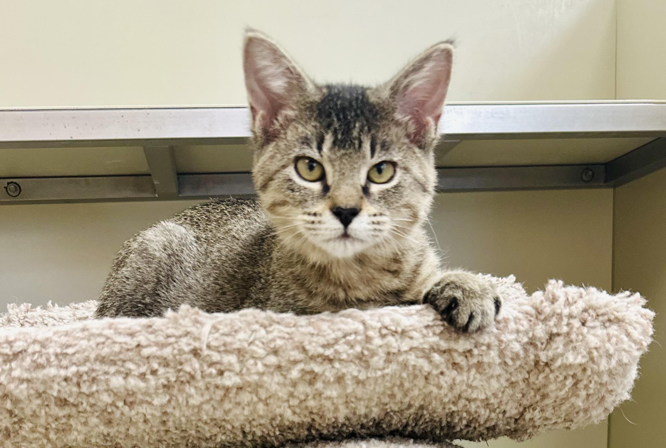 Enlarge Lizzie, a Adoptable Domestic Short Hair in Kerrville, TX image 1/1