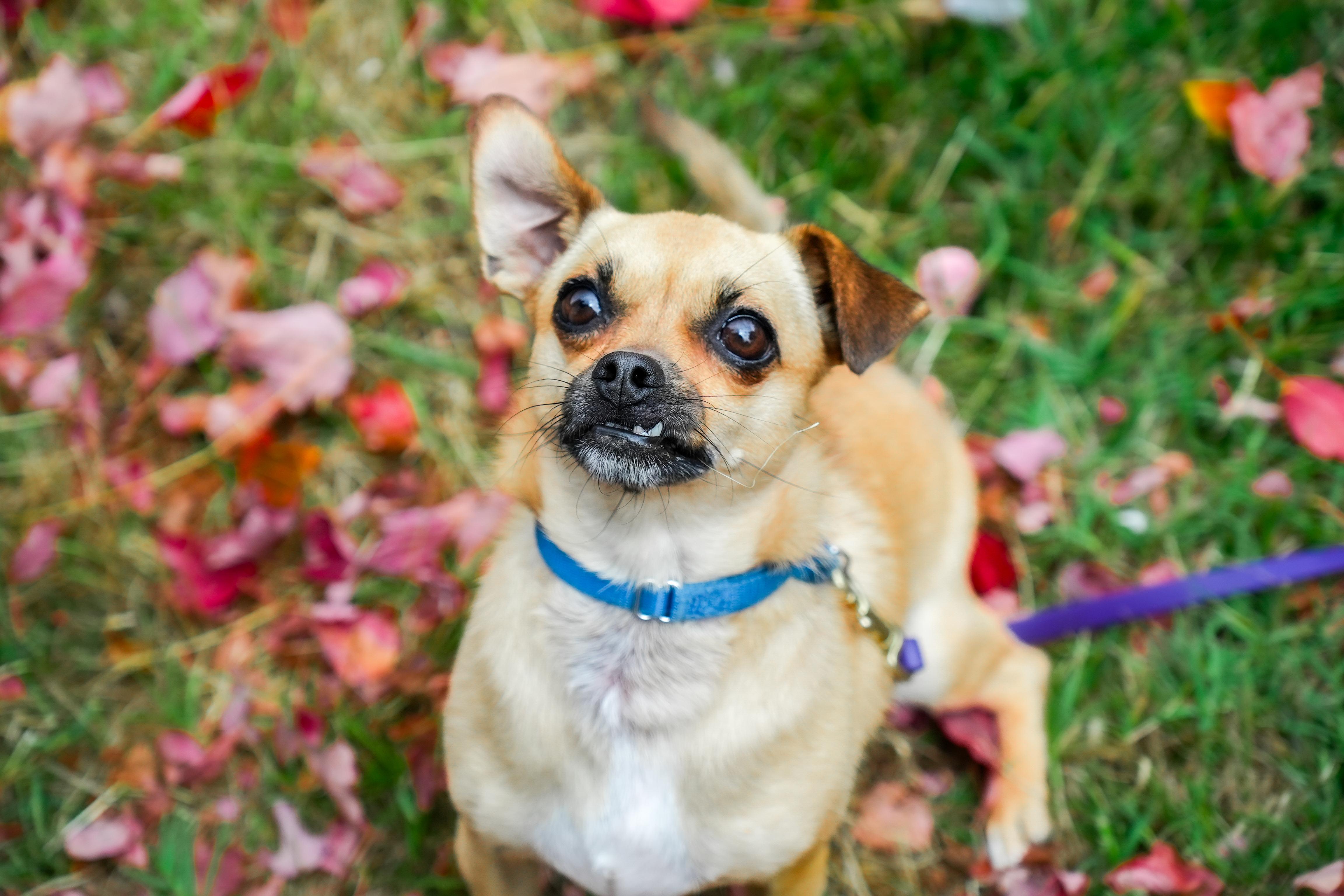 Enlarge Dottie, a Adoptable mixed breed in Petaluma, CA image 4/4