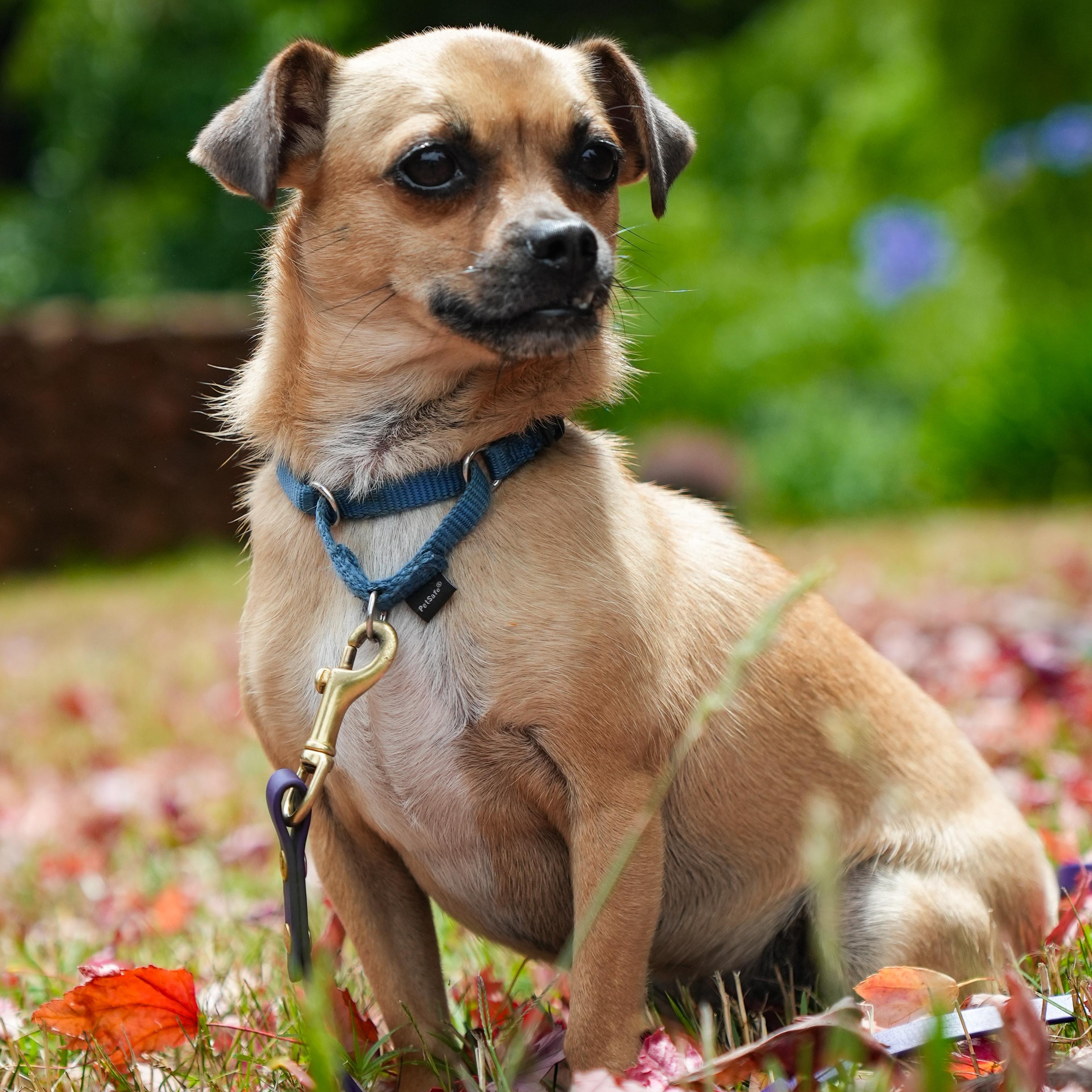 Enlarge Dottie, a Adoptable mixed breed in Petaluma, CA image 1/4