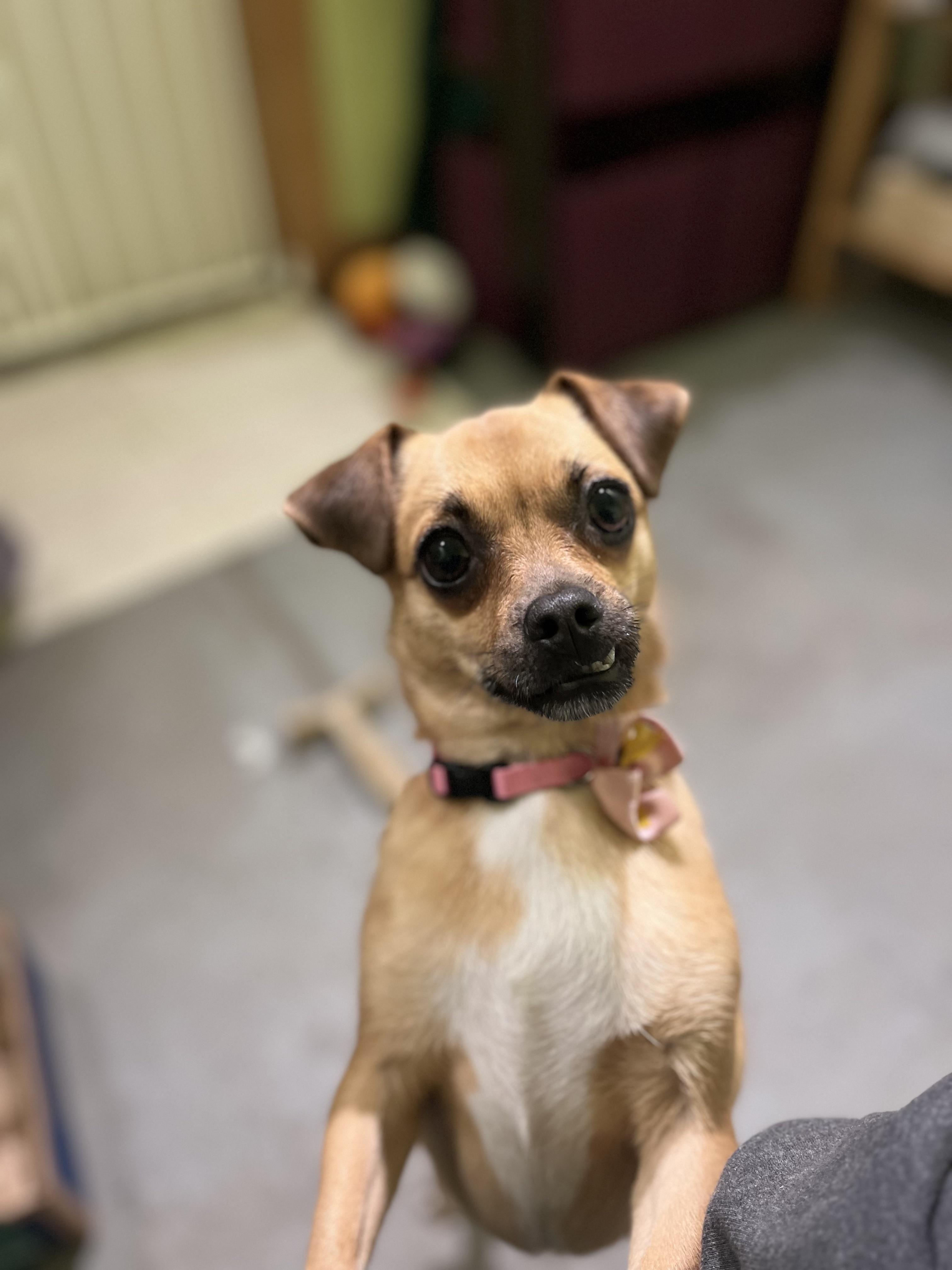 Enlarge Dottie, a Adoptable mixed breed in Petaluma, CA image 2/4