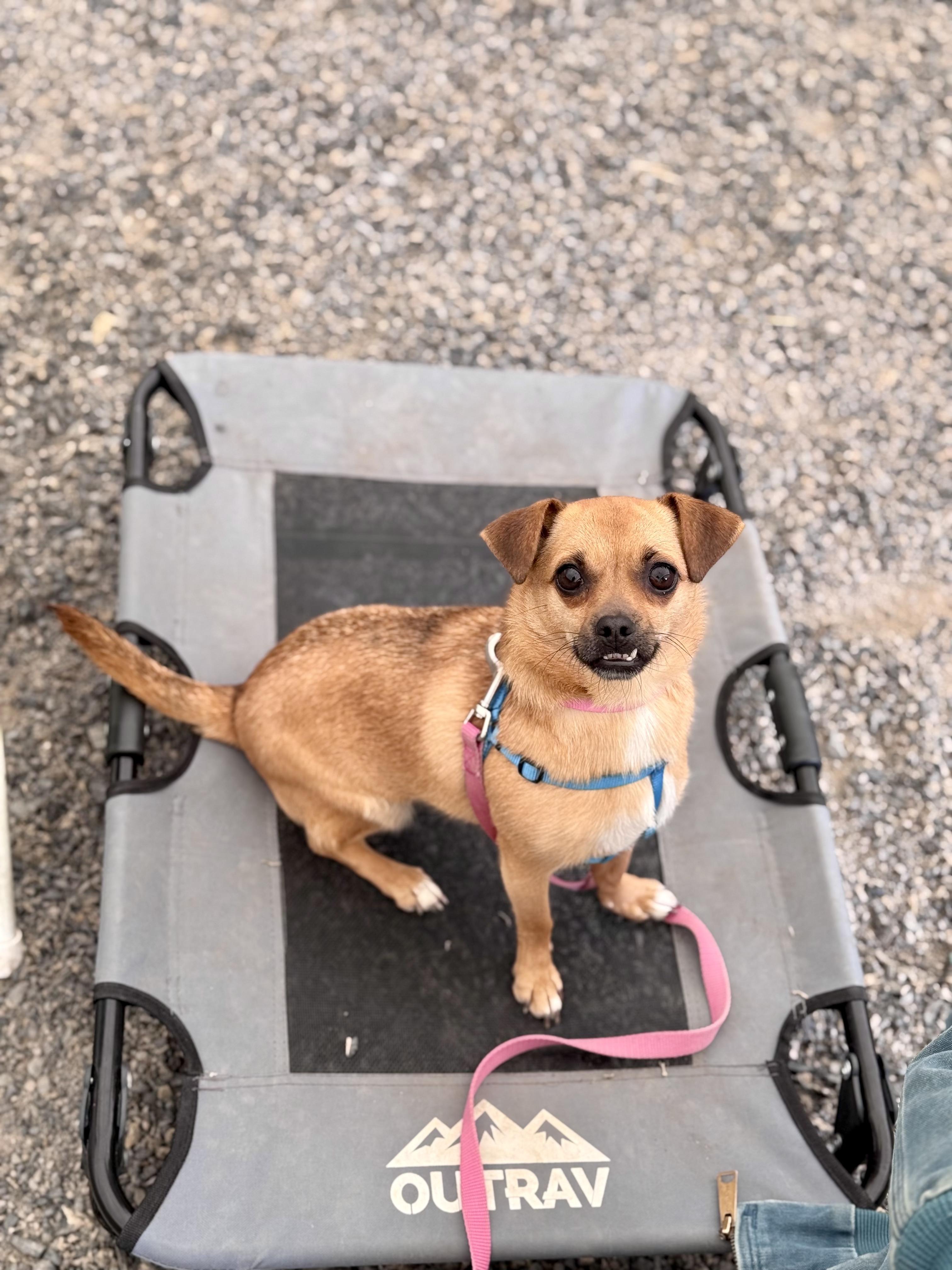 Enlarge Dottie, a Adoptable mixed breed in Petaluma, CA image 3/4