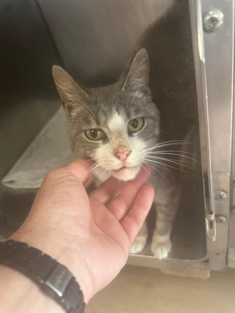 Jacob, Adoptable, Young Male Domestic Short Hair.