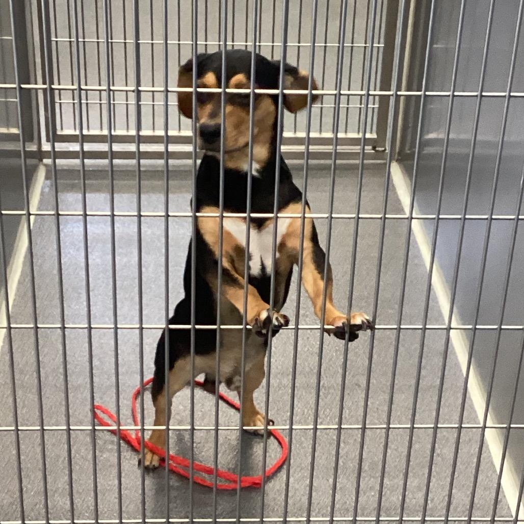 Enlarge Max, a Adoptable mixed breed in Montgomery, AL image 1/1