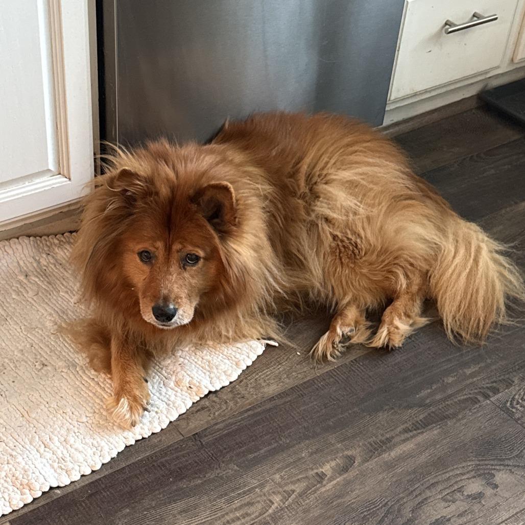 Marley, Adoptable, Senior Female Australian Shepherd & Chow Chow.