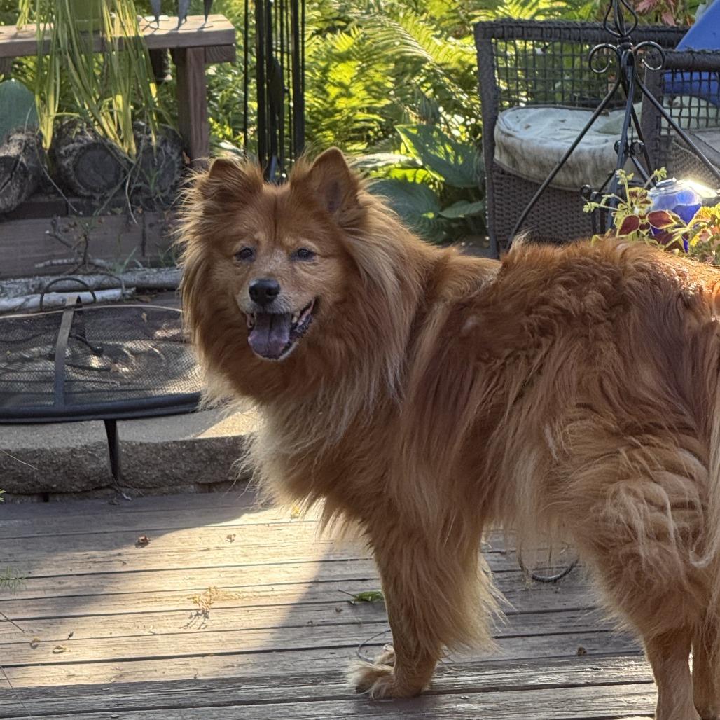Enlarge Marley, a Adoptable mixed breed in Marion, IA image 2/3