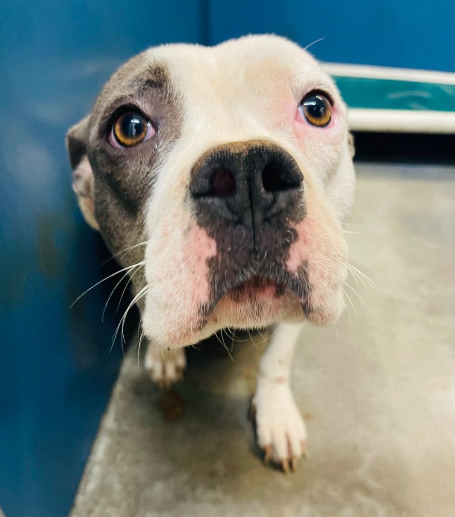 Cinna Bun, Adoptable, Adult Female Mixed Breed.