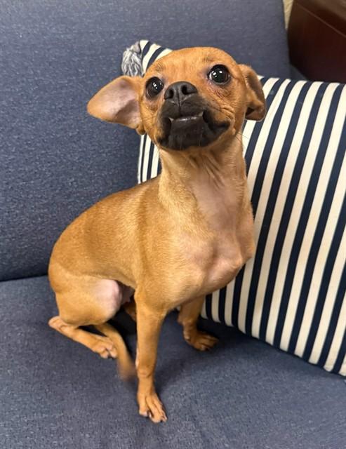 LAYLA, Adoptable, Young Female Chihuahua & Mixed Breed.