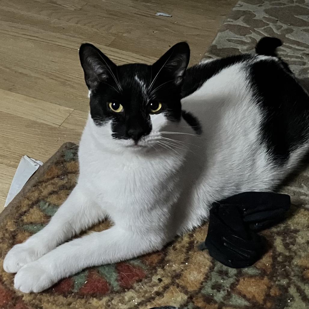 Stevee, a Adoptable Domestic Short Hair in Middle Village, NY image 4/5