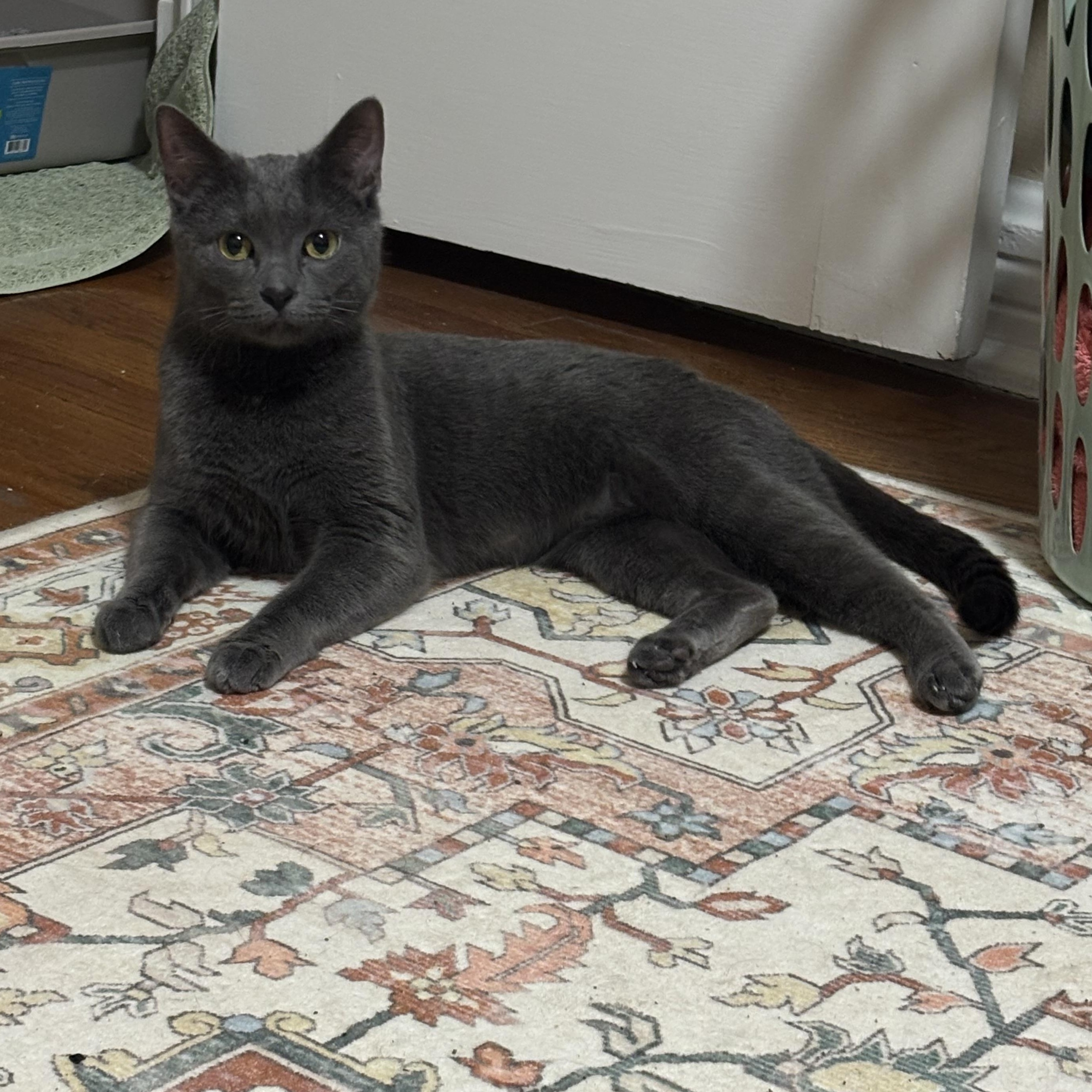 Jazzy, a Adoptable mixed breed in Canal Fulton, OH image 4/5