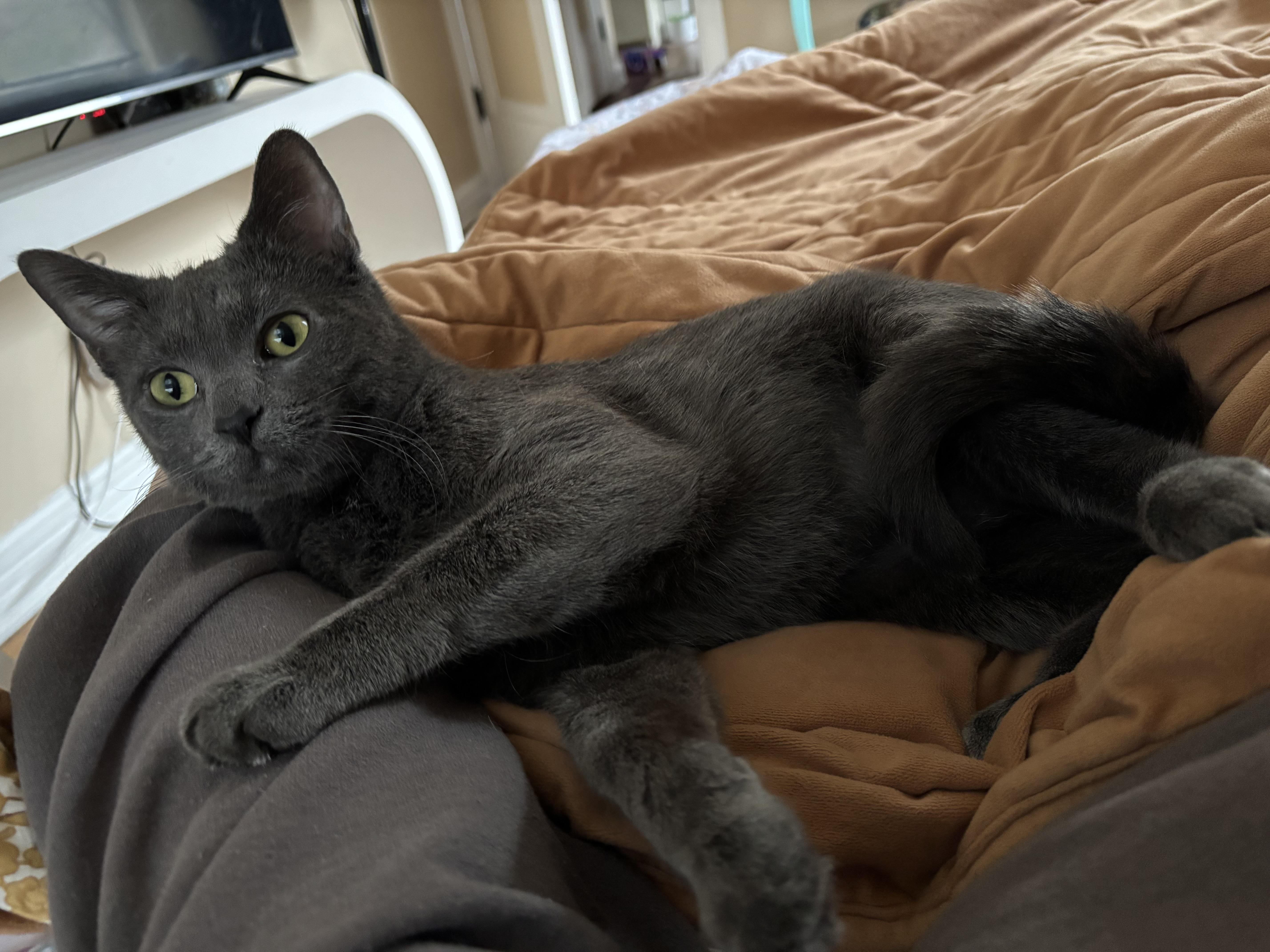 Jazzy, Adoptable, Young Female Domestic Short Hair & Russian Blue.
