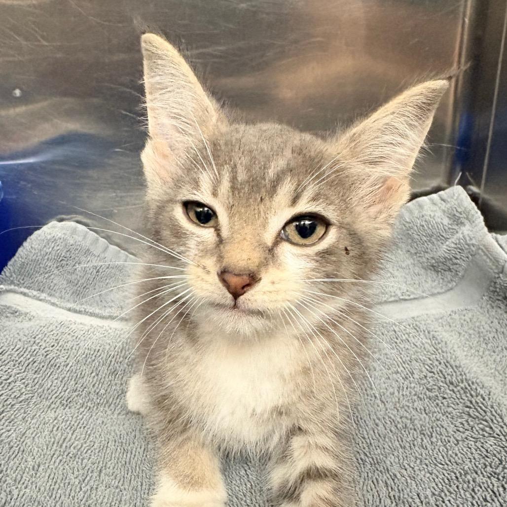 Enlarge Paperclip, a Adoptable Domestic Short Hair in Concord, NC image 1/2